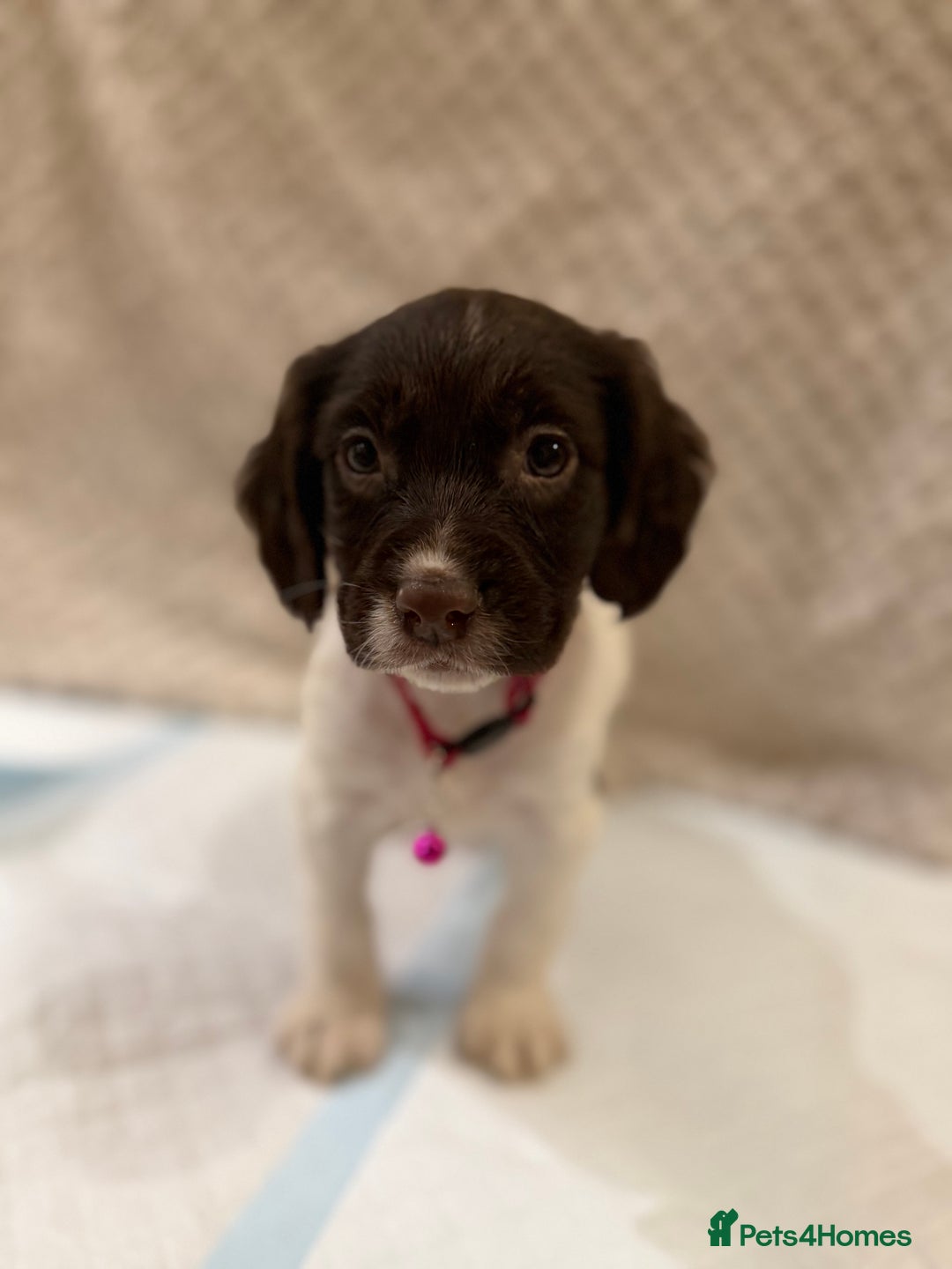 Cocker Spaniel dogs for sale: Cocker spaniel puppies ready for forever home - Advert 29