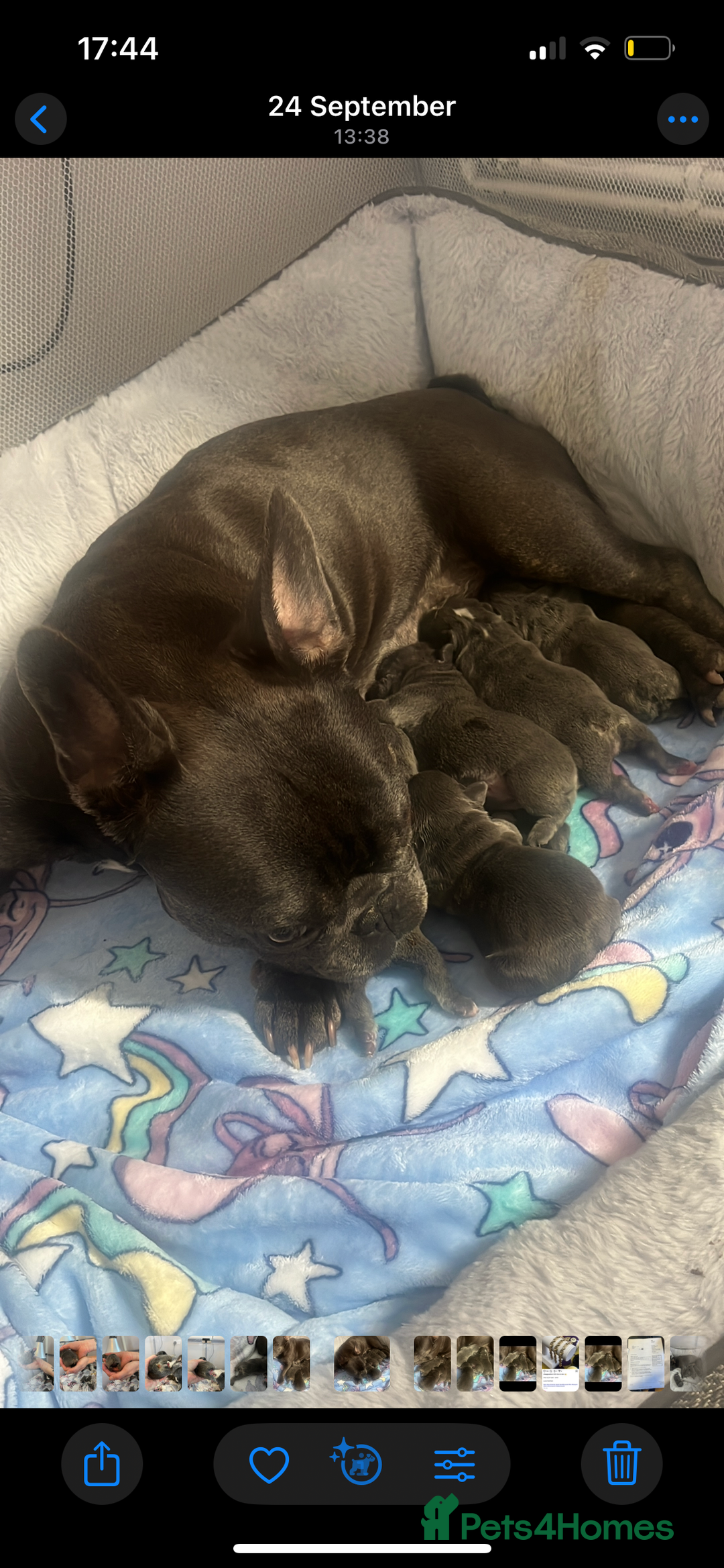 French Bulldog dogs for sale: Beautiful French bulldogs 🐶   - Image 2