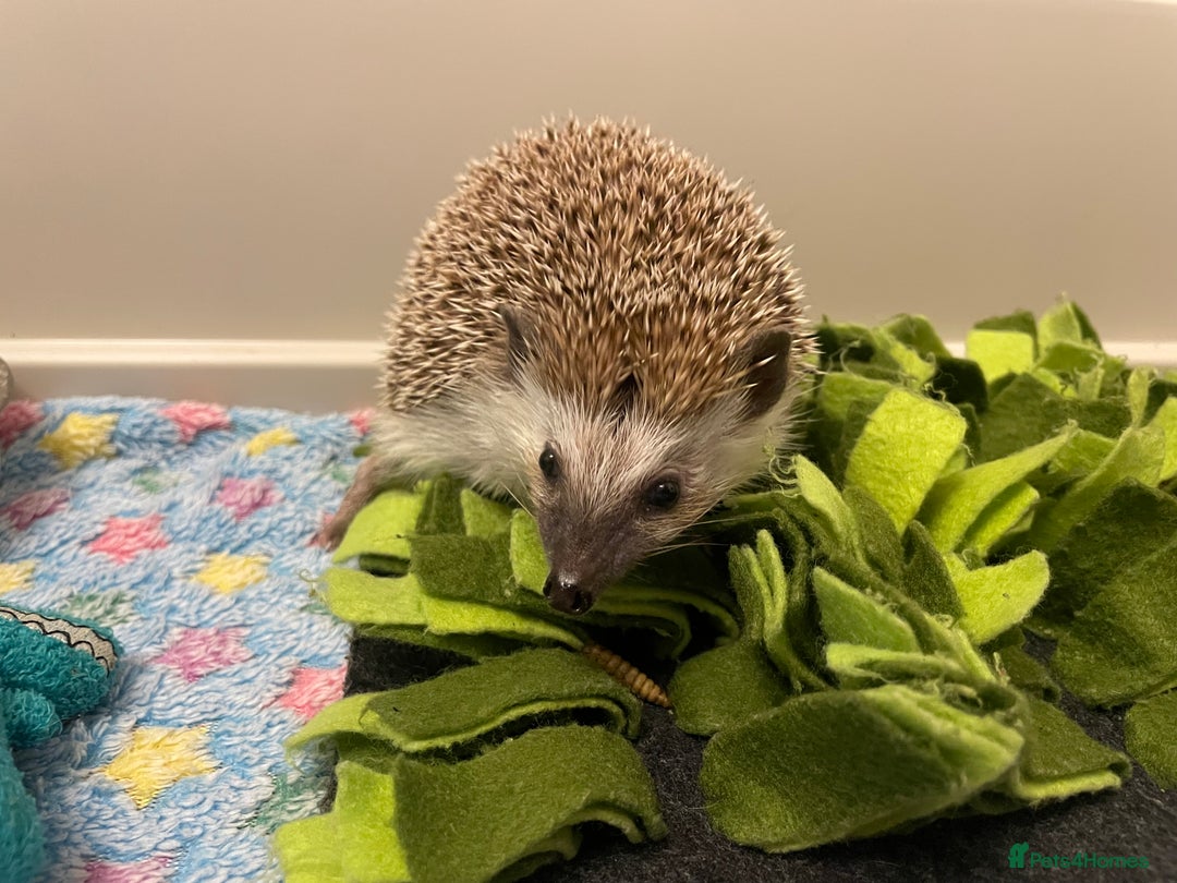 Pygmy Hedgehog rodents for sale: African Pygmy Hedgehog  - Advert 2