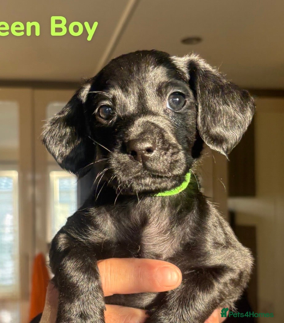 Cockerdor dogs Beautiful Cocker Spaniel x Labrador Puppies - Advert 2