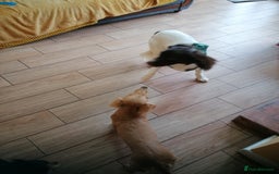 English Springer Spaniel dogs for adoption: 💙🐶 ARLO 🐶💙 - Image 18