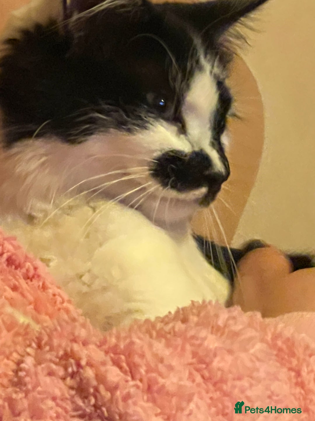 Mixed Breed cats for sale: Maggie, Russian blue/ tuxedo mixed breed - Advert 2