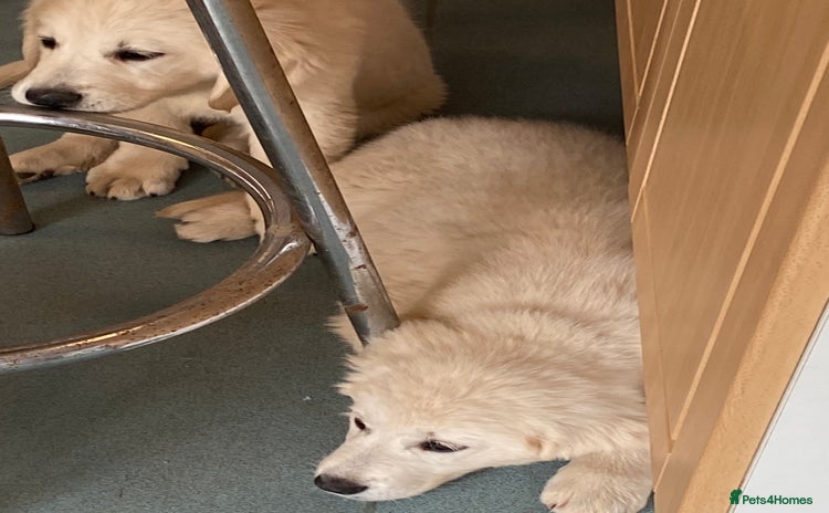 Golden Retriever dogs in Tiverton - Advert 9