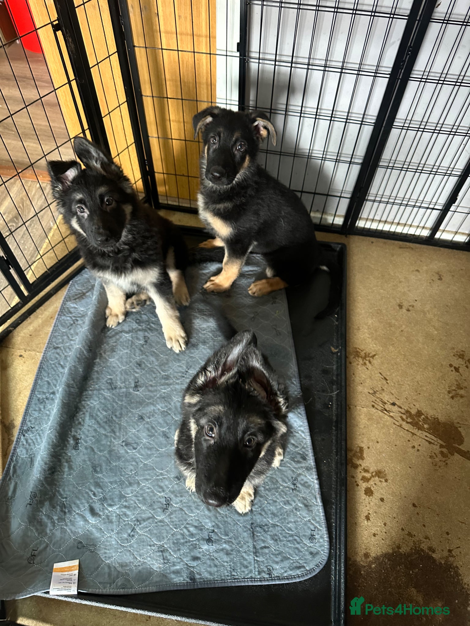 German Shepherd dogs for sale: German shepherd  in Glasgow - Advert 4