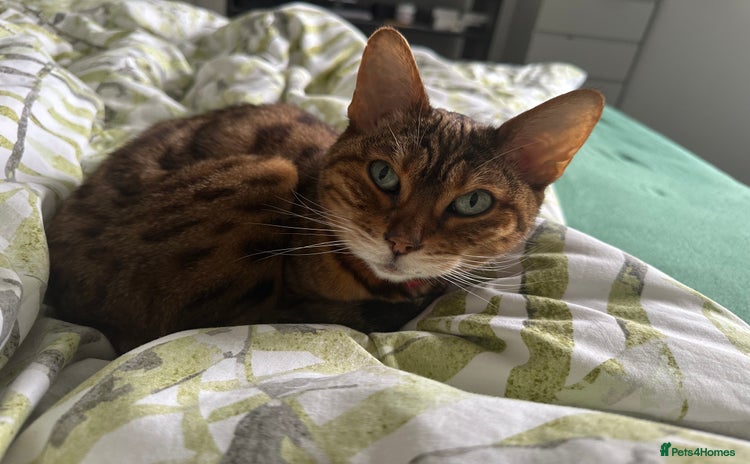 Bengal cats - Advert 6