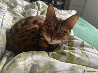 Bengal cats - Advert 2