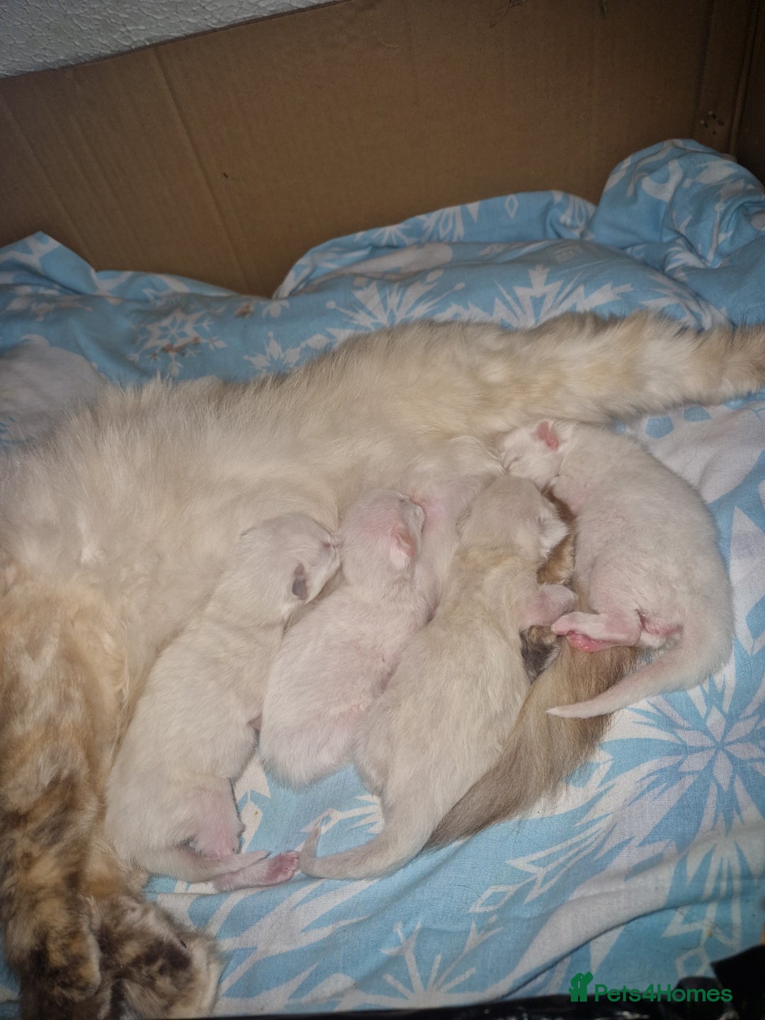 Ragdoll cats for sale: 4 Beautiful Ragdoll Kittens - Image 4