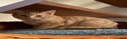 British Shorthair cats for sale: Gccf reg Cheeky British x Devon Rex kittens - Advert 13