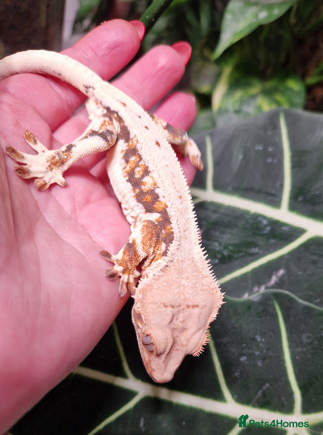 Gecko reptiles for sale: lily white crested geckos for sale - Advert 5