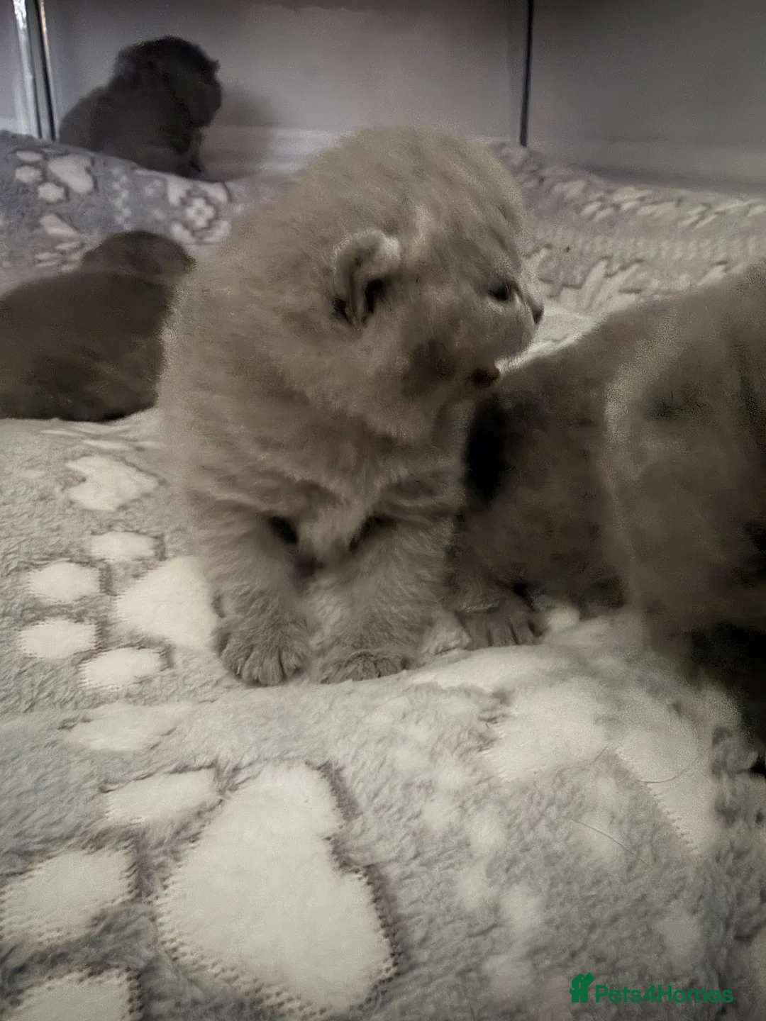 British Shorthair cats for sale: British Shorthair Kittens – Blue & Lilac Lines - Advert 3