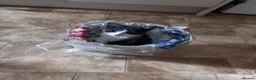 British Shorthair cats for sale: Grey kitten  in Craigavon - Advert 2