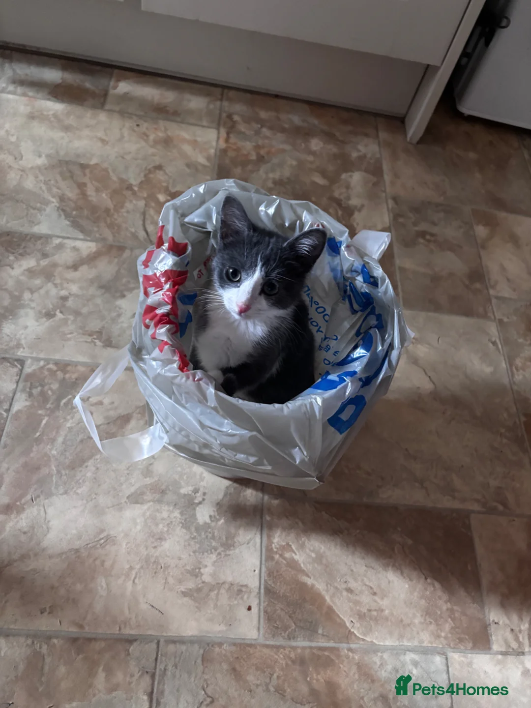 British Shorthair cats for sale: Grey kitten  in Craigavon - Advert 2