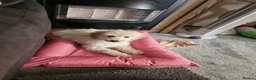 Cavapoo dogs for sale: Beautiful cavapoo boy - Advert 6