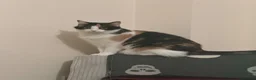 Mixed Breed cats for sale: 2 x female cats to be homed together  - Advert 5