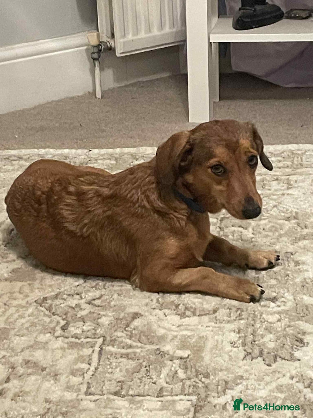 Dachshund dogs for adoption: Sweet Jessica Looking for a family  - Image 6