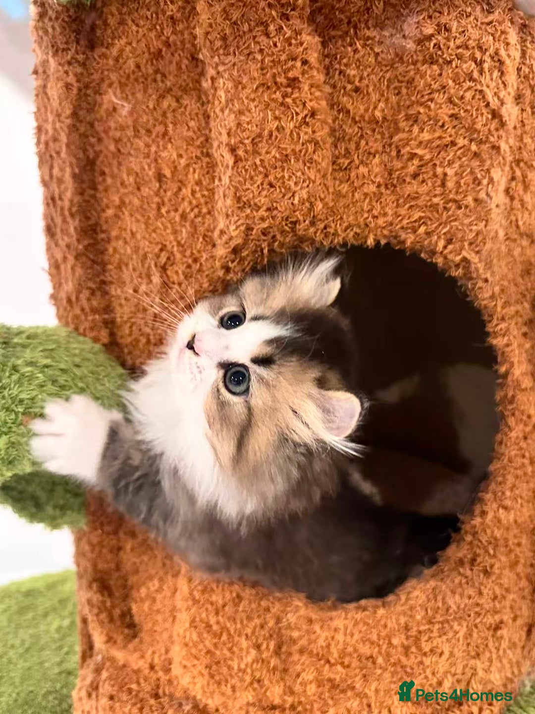 Munchkin cats for sale: Super stunning & rare Minuet - Image 22