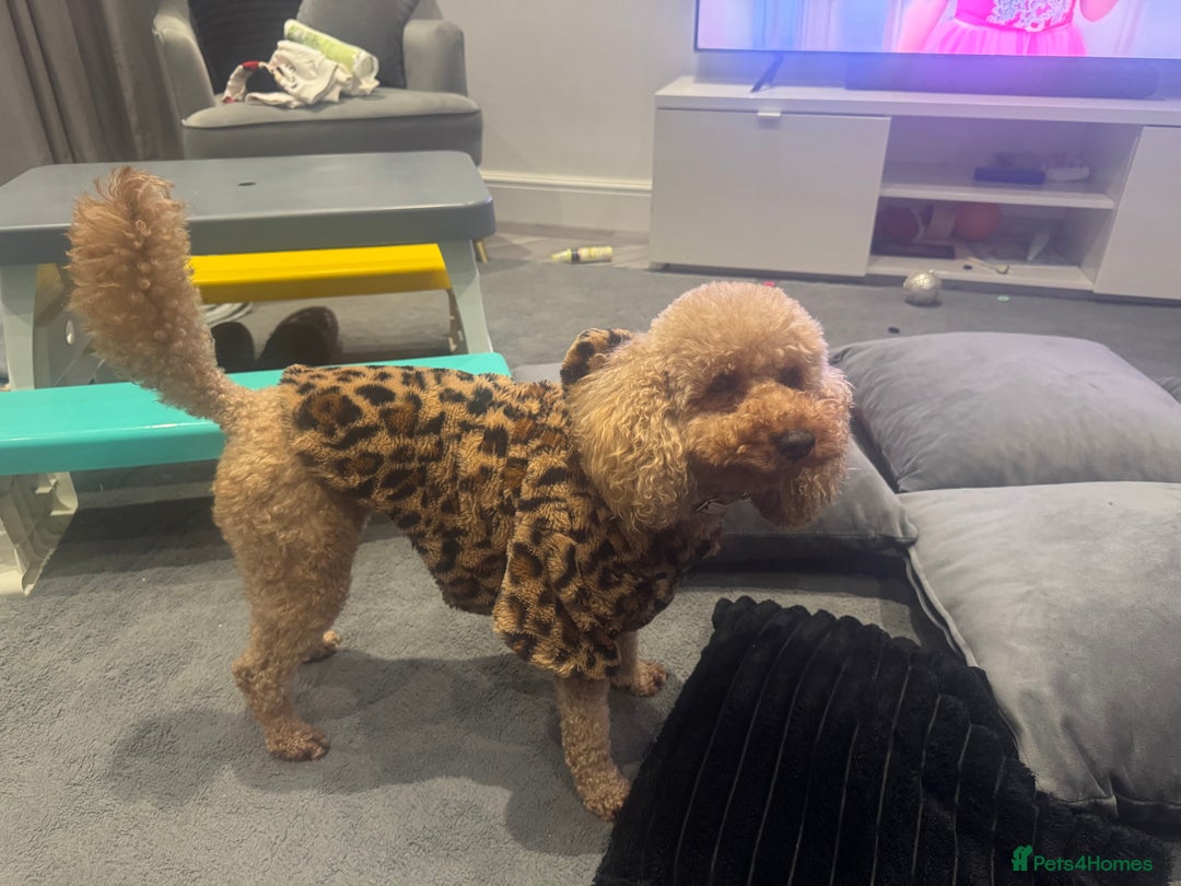 Toy Poodle dogs for sale: Toy puddle dog - Advert 3