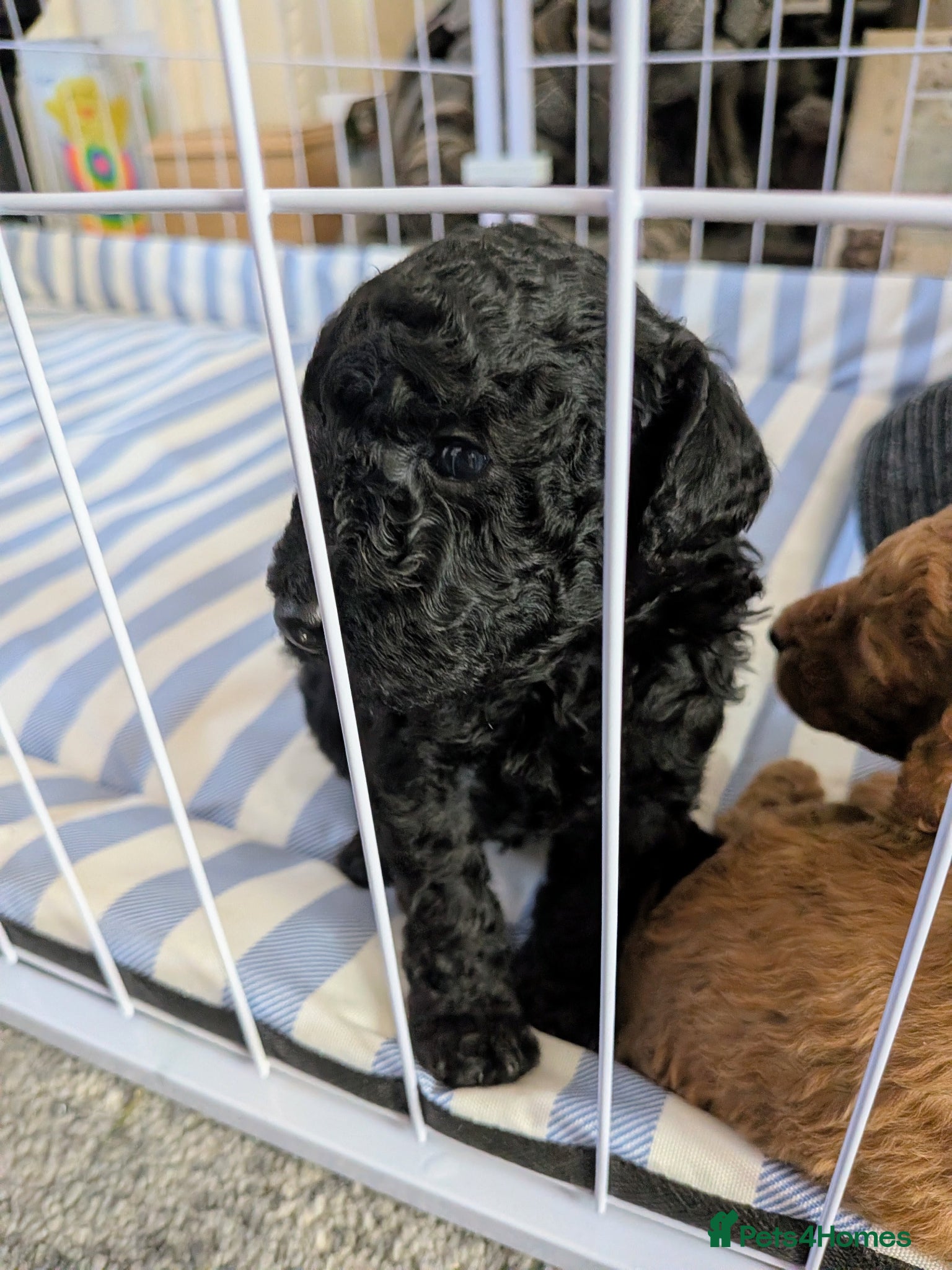 Cockapoo dogs for sale: Toy Cockapoo Puppies for Sale - Advert 12