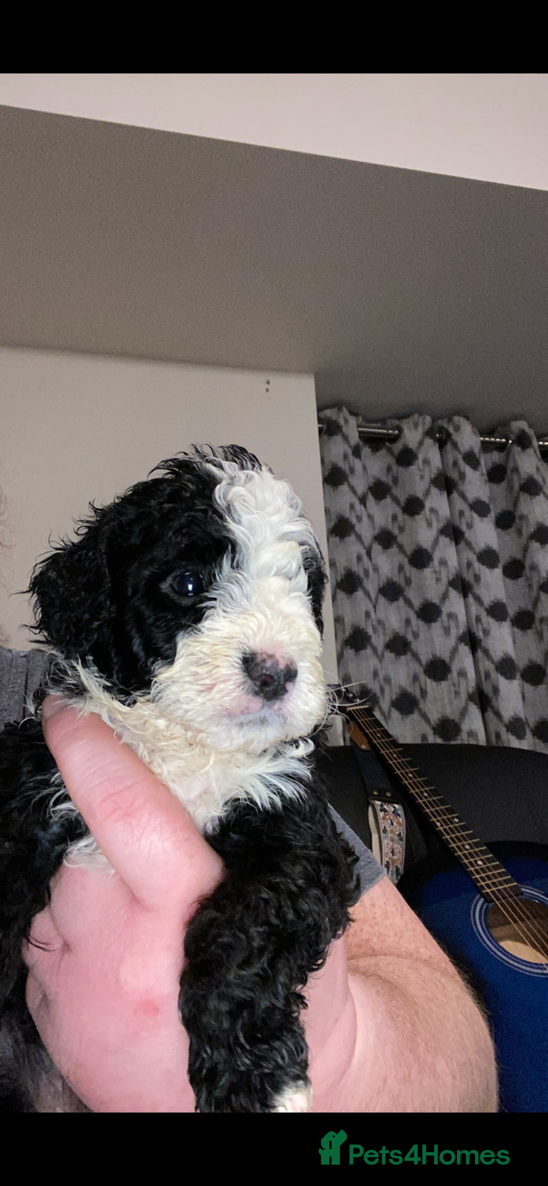 Toy Poodle dogs for sale: Beautiful Toy Poodle Pups  - Advert 36