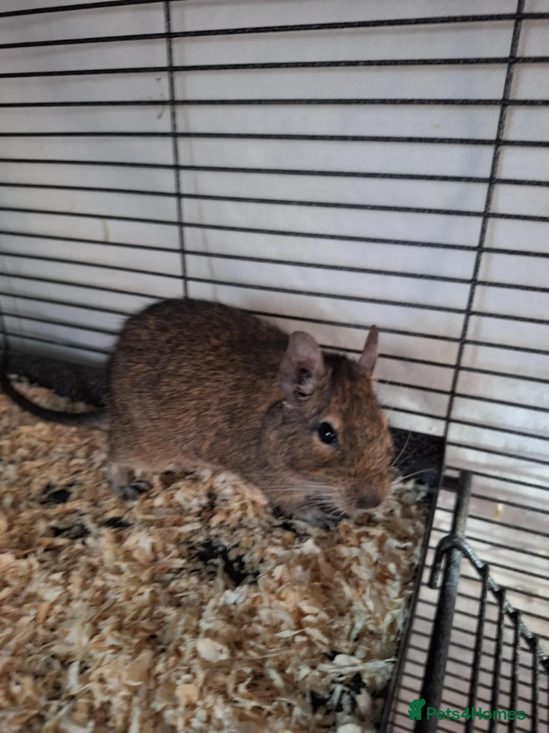 Degus rodents for sale: Beautiful Baby Degus for Sale - Handled & Healthy  - Advert 5