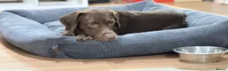 Labrador Retriever dogs for sale: Gorgeous Male Labrador in Bordon - Advert 2