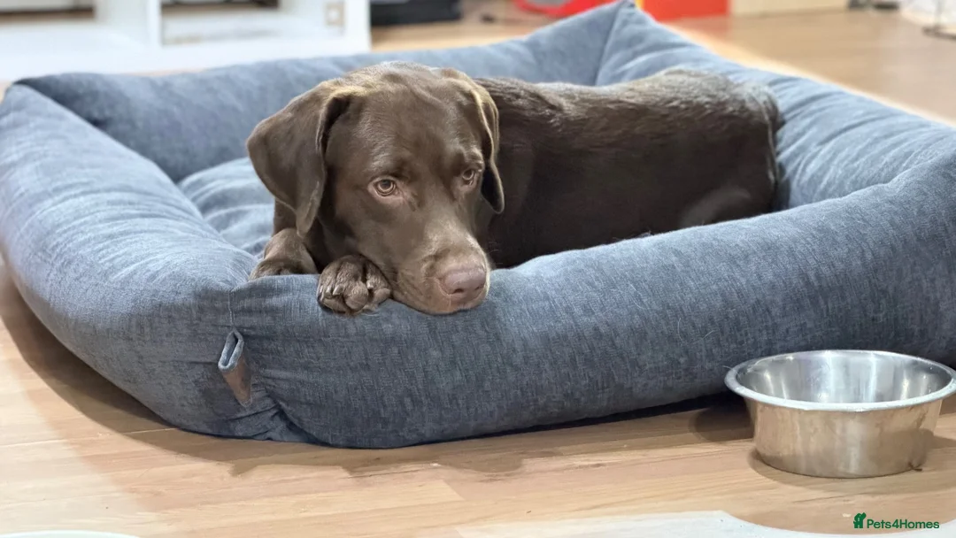Labrador Retriever dogs for sale: Gorgeous Male Labrador in Bordon - Advert 2
