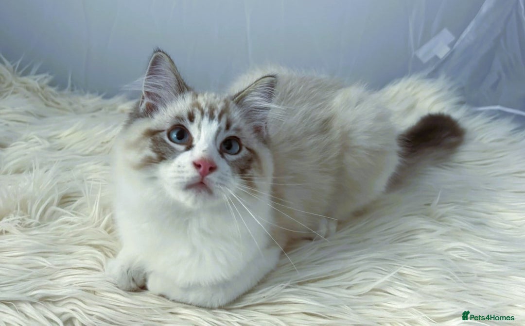 Ragdoll cats for sale: Playful Pedigree Ragdoll Kittens Available - Image 26