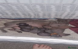 Sphynx cats for sale: Canadian Sphynx6New born kittens5 still available  - Image 22