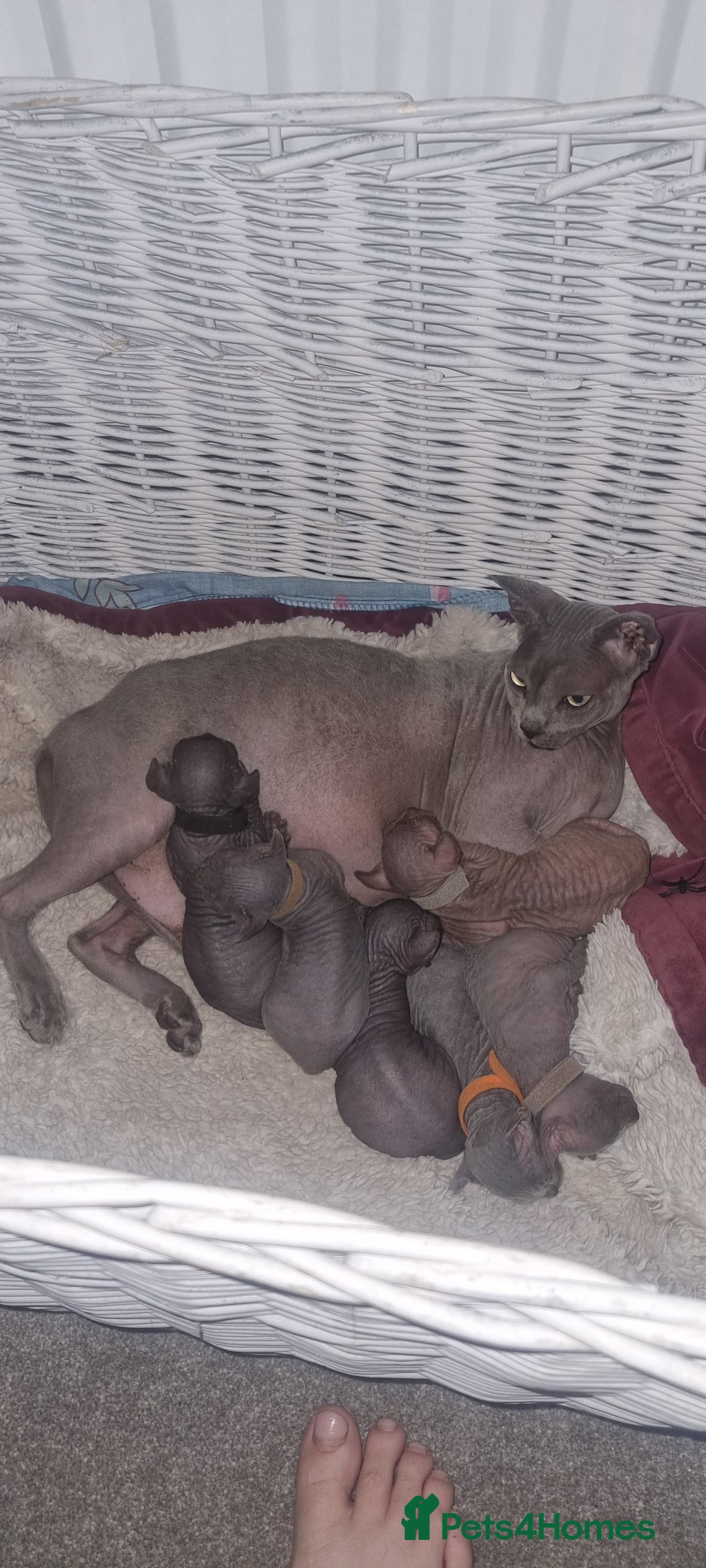 Sphynx cats for sale: Canadian Sphynx6New born kittens5 still available  - Image 22