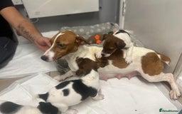 Jack Russell dogs for sale: 5 jack Russel puppies  - Image 2