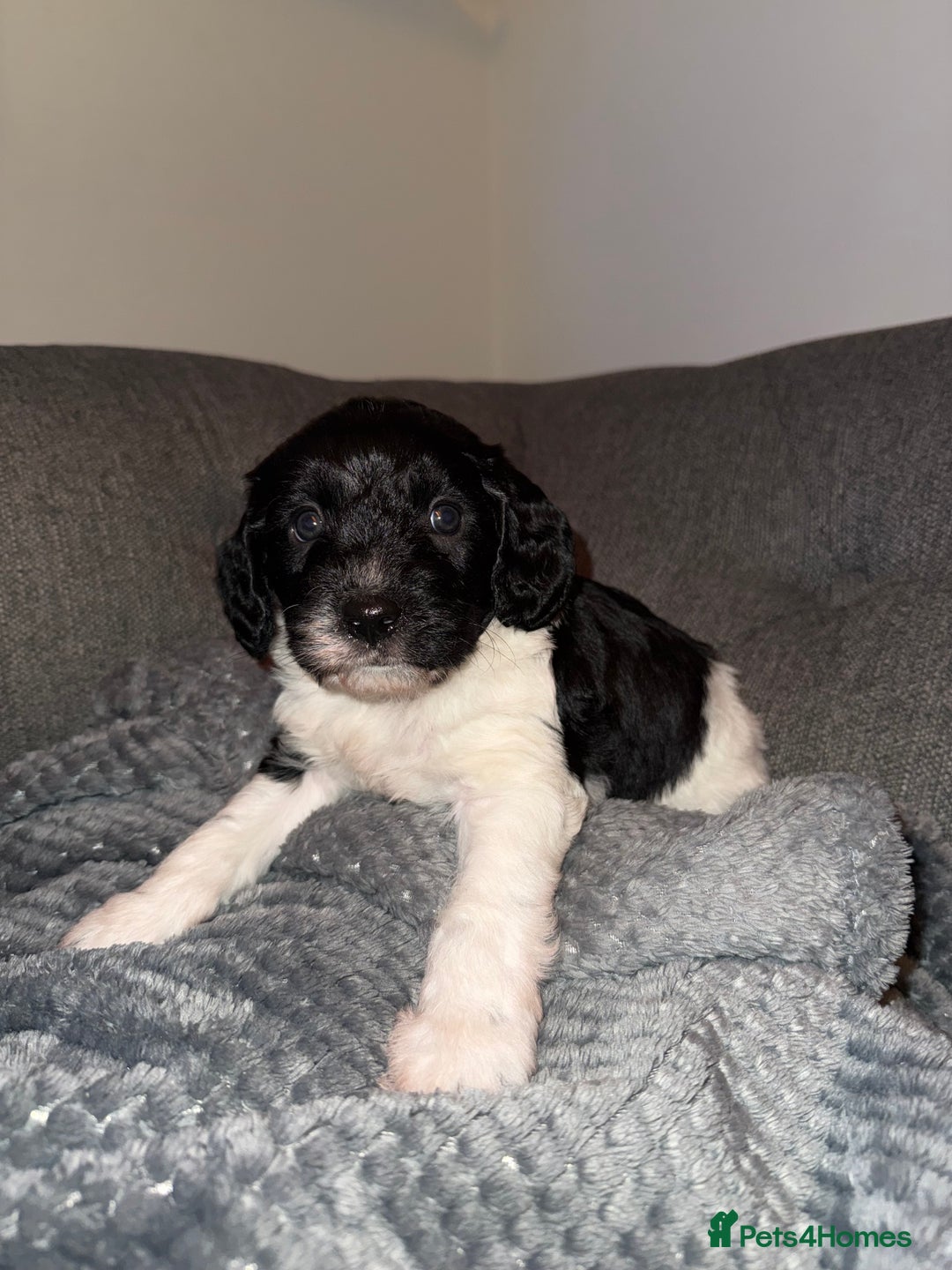 Sproodle dogs for sale: Beautiful Sproodle puppies ready  **  Eve  - Advert 6