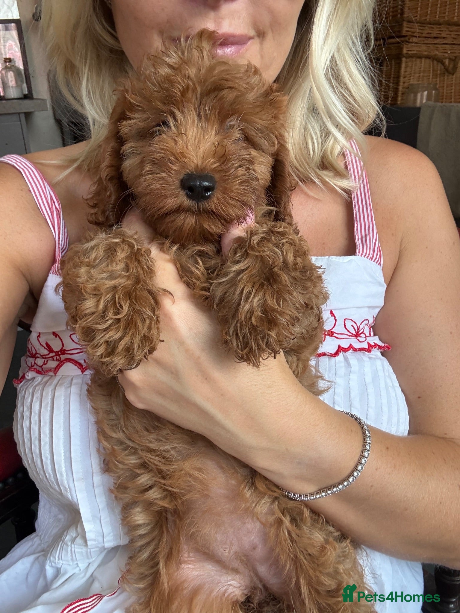 Cavapoo dogs Luxury cavapoos - Advert 1