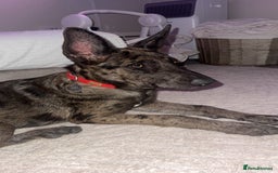 German Shepherd dogs for sale: 6 month old German Shepherd cross female puppy - Image 4