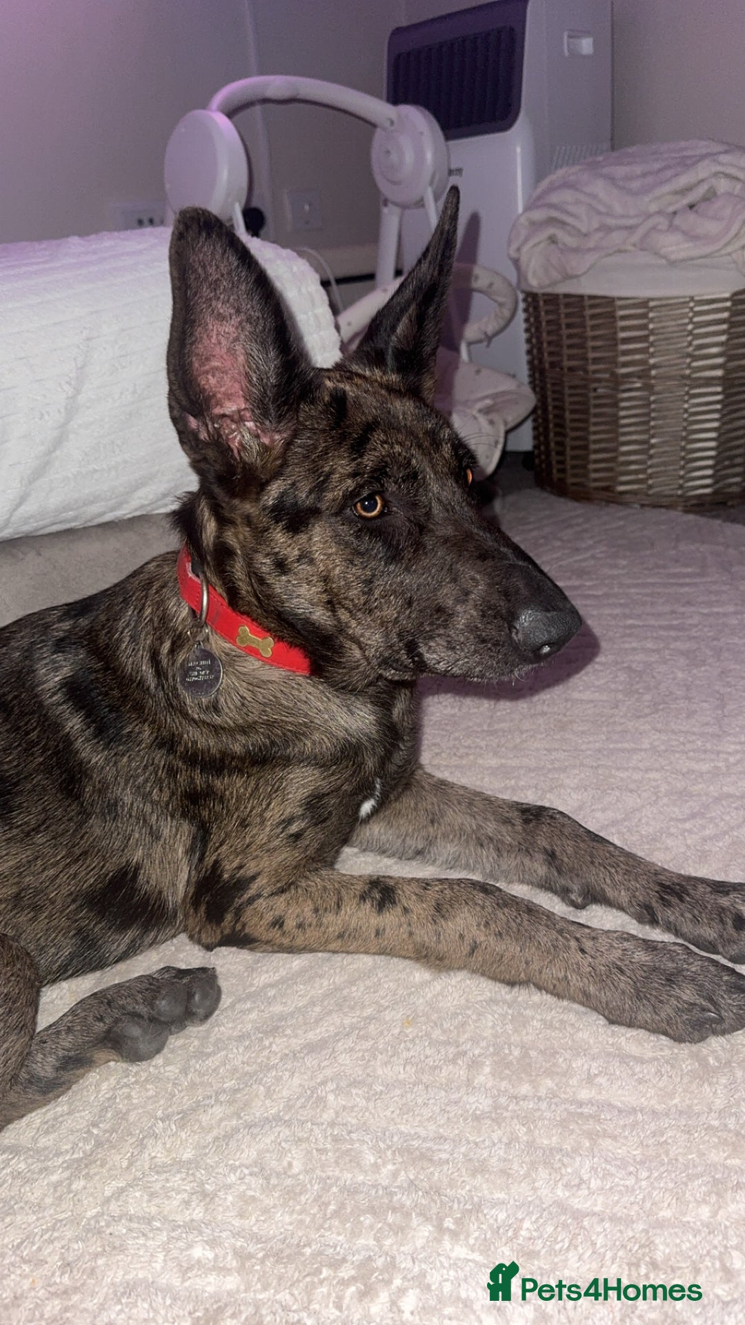 German Shepherd dogs for sale: 6 month old German Shepherd cross female puppy - Image 4