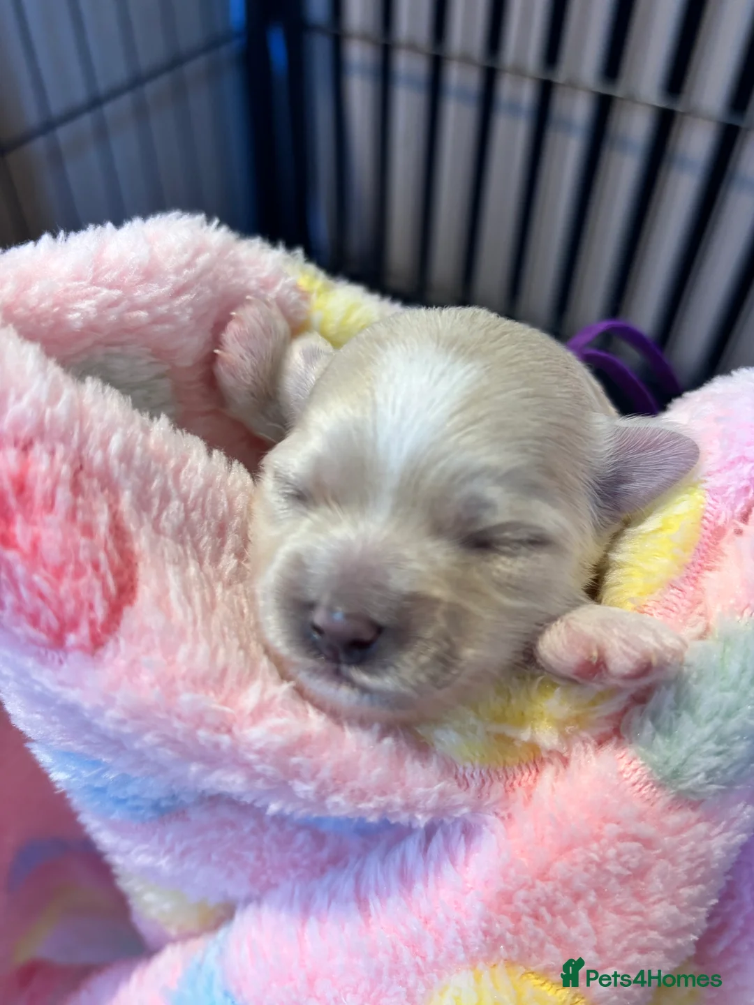 Maltipoo dogs for sale: 💞 Beautiful F1b Maltipoo puppies 💙 - Advert 13