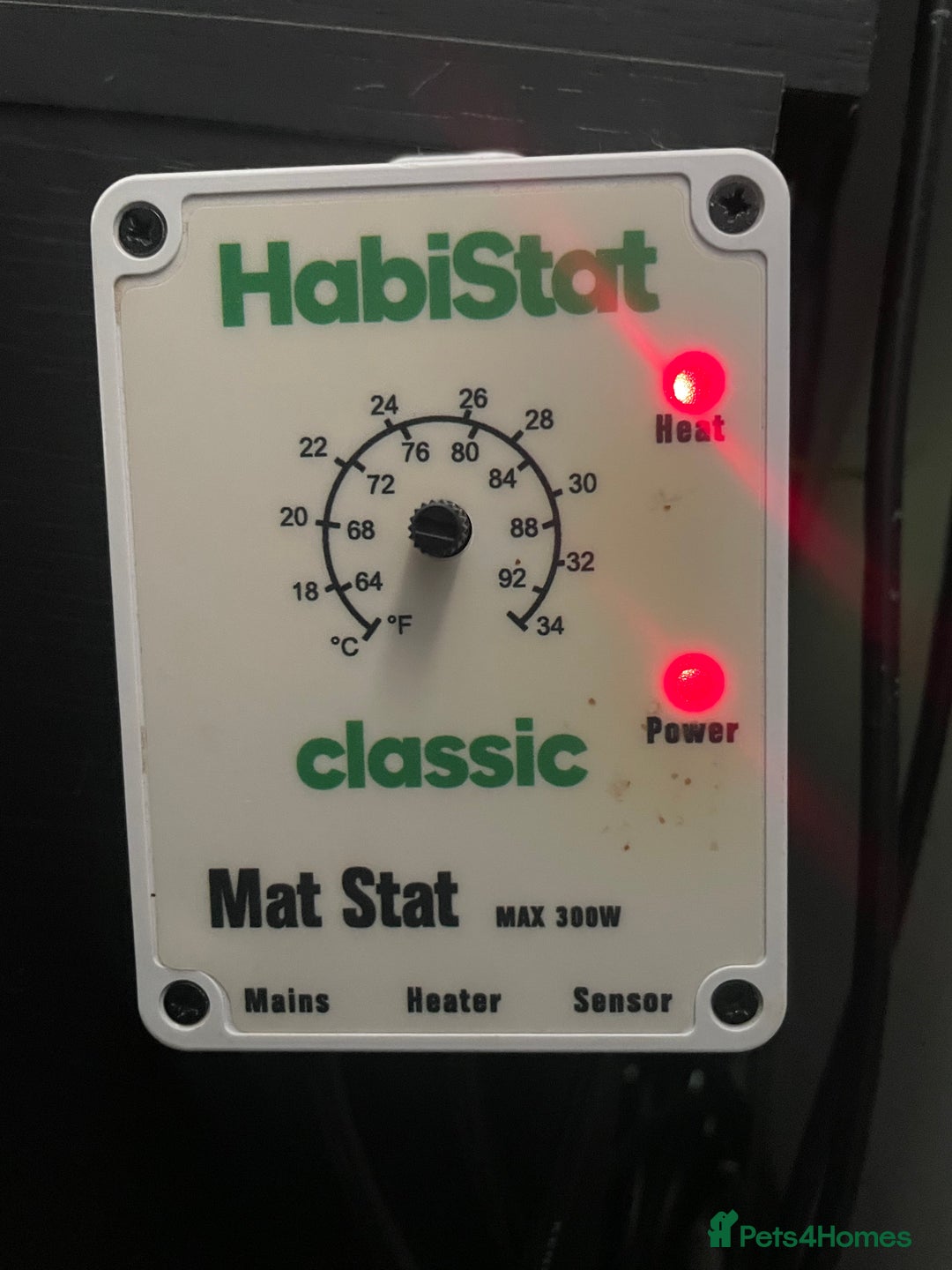 Leopard Gecko reptiles for sale: 2 Female Leopard Geckos (4 years old) – Full Setup - Advert 4