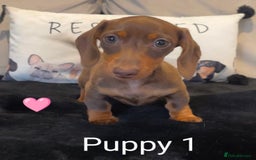 Miniature Dachshund dogs for sale: Ethically Bred Superior Health Tested Miniatures - Image 23