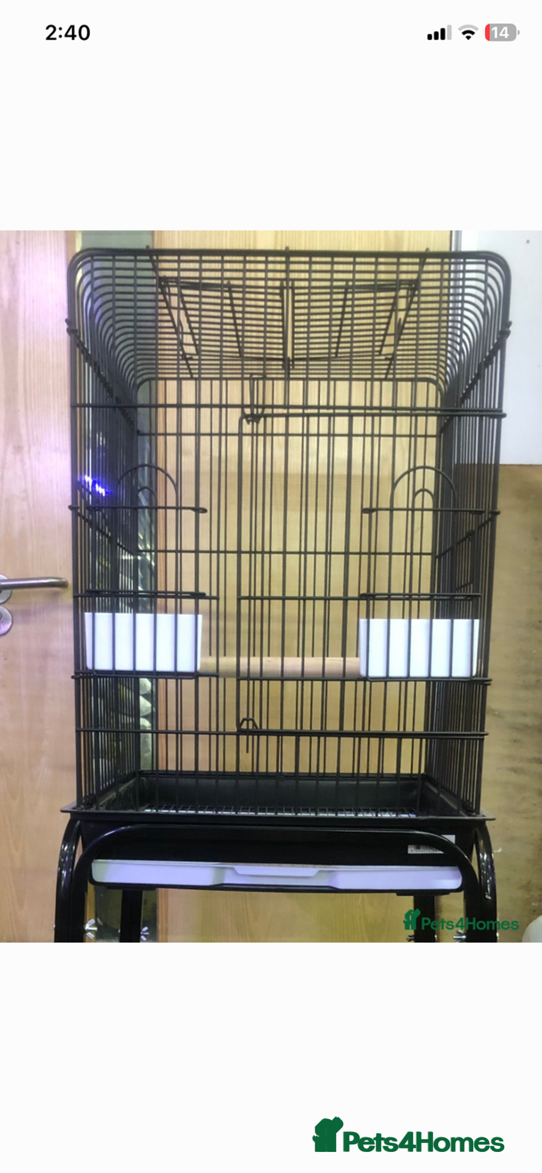 Ringnecks birds for sale: 5-6 month old Indian ringneck  - Advert 2