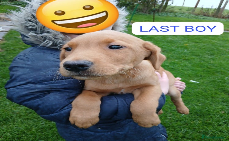 Labrador Retriever dogs - Advert 9