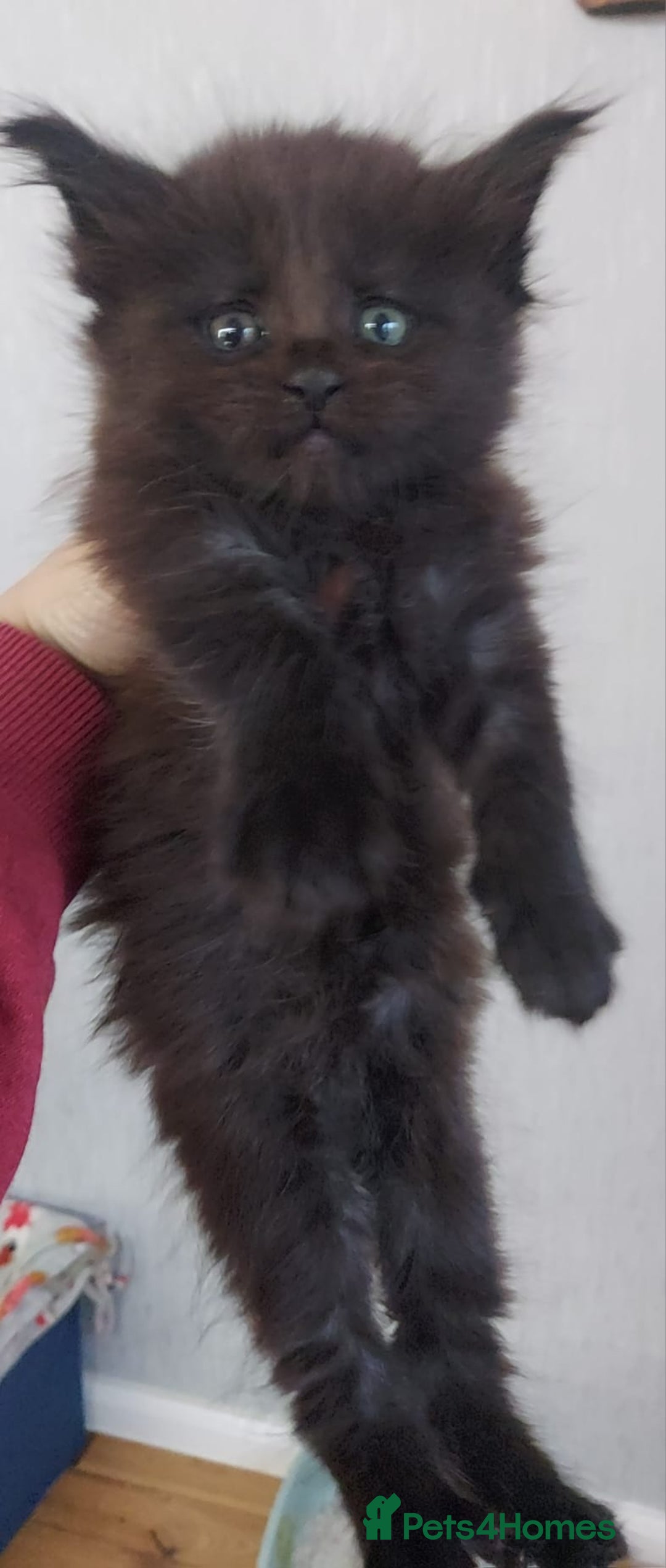 Maine Coon cats for sale: Beautiful Maine coon kittens - Advert 6