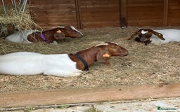 Goats livestock for sale: Pure Boer Goats for Sale - Image 2