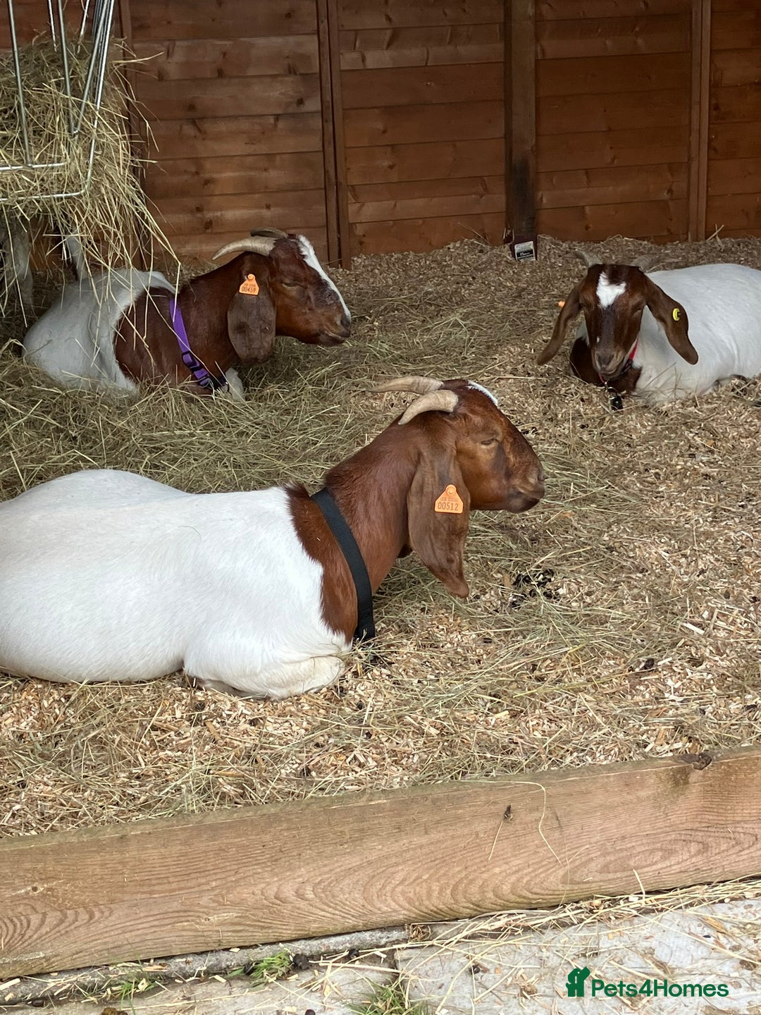 Goats livestock for sale: Pure Boer Goats for Sale - Image 2