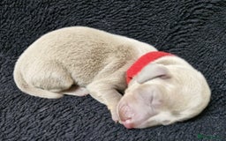Miniature Dachshund dogs for sale: 🌟QUALITY KC REG & PRA CLR MINIATURE DACHSHUNDS🌟 - Image 9