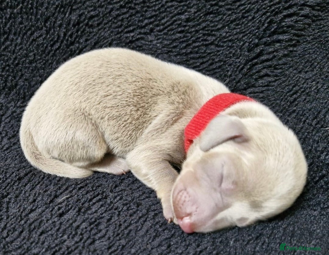 Miniature Dachshund dogs for sale: 🌟QUALITY KC REG & PRA CLR MINIATURE DACHSHUNDS🌟 - Image 9
