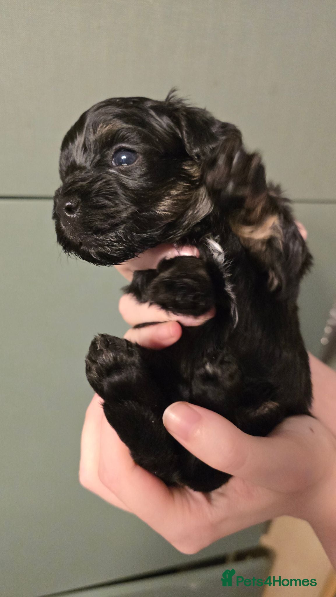 Toy Poodle dogs Rare tri colour MALTIPOO Exquisite 5⭐️licensed - Advert 11