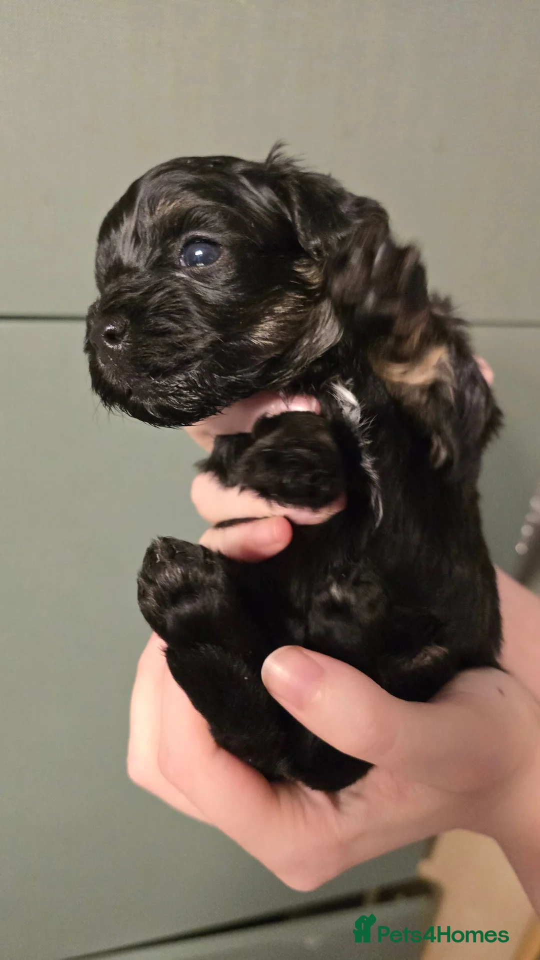 Toy Poodle dogs for sale: Rare tri colour MALTIPOO Exquisite 5⭐️licensed - Advert 2