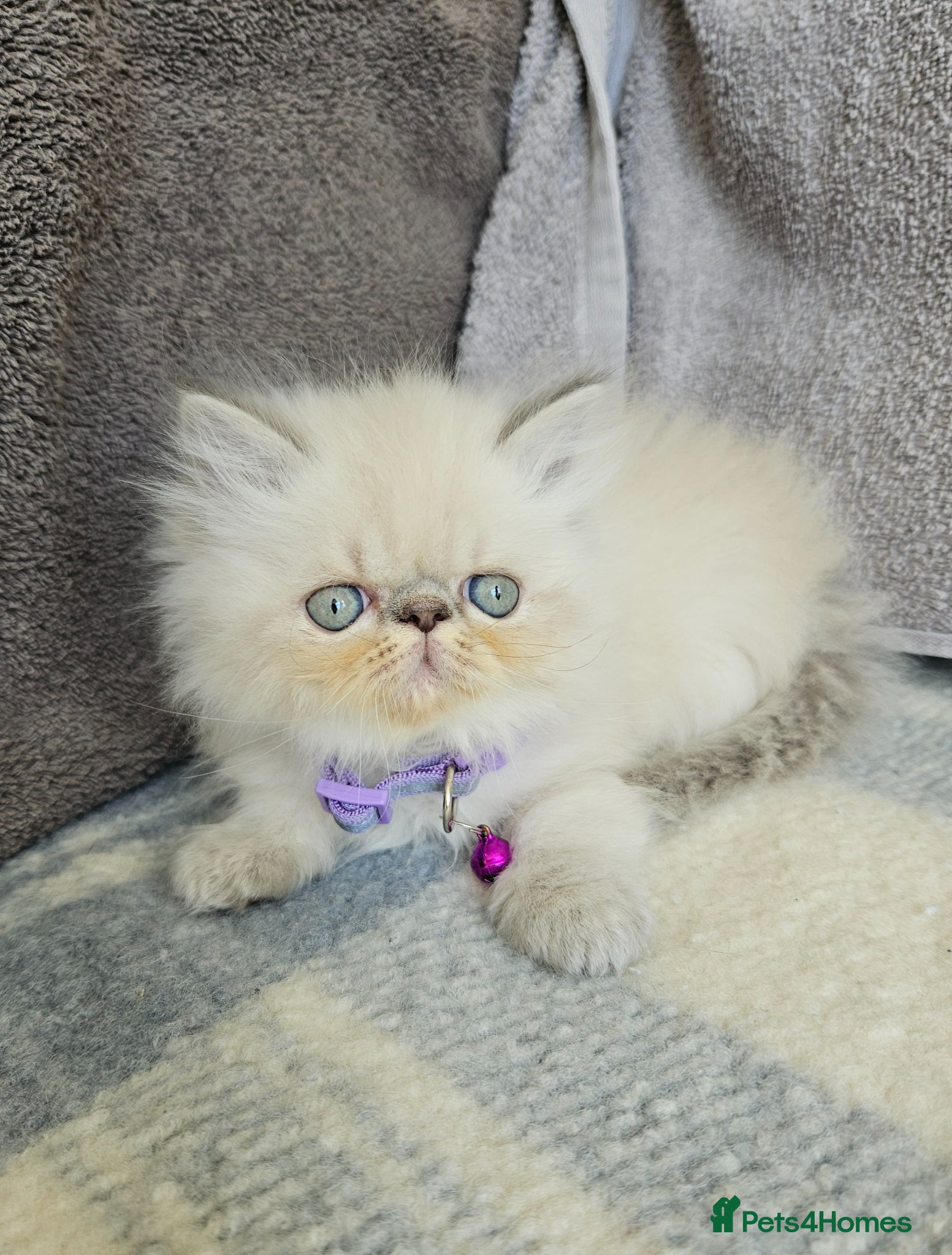 Persian cats for sale:  😻 Stunning Pedigree Persian Kittens😻 - Advert 15