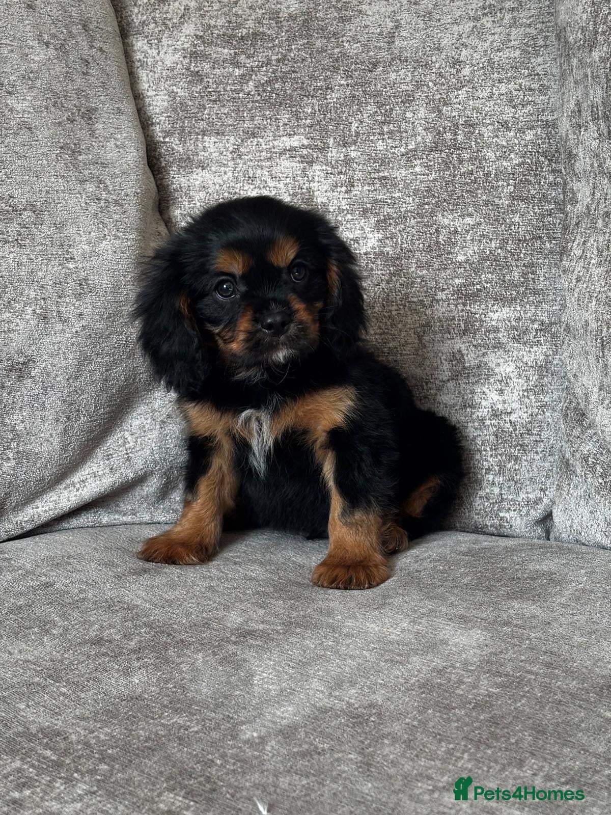 Cavalier King Charles Spaniel dogs Cavalier King Charles spaniel puppies - Advert 2