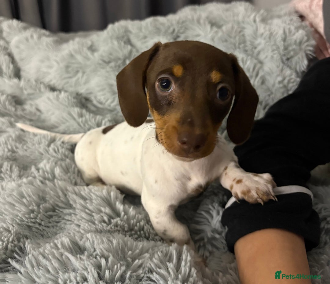 Miniature Dachshund dogs for sale: Four beautiful miniature dachshund girls - Advert 9