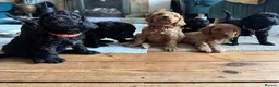 Cockapoo dogs for sale: 💕 Mirabelle’s little beauties 💕  - Advert 2